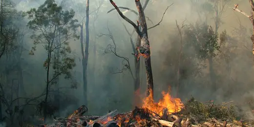 One person dead and 300 buildings destroyed in Australia bushfires